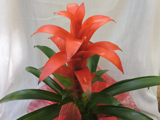 producto de Swad Restaurante